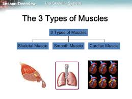 muscular system lessons tes teach