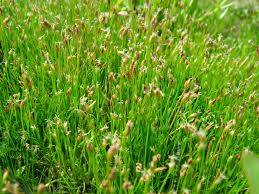 Image result for Eleocharis caduca