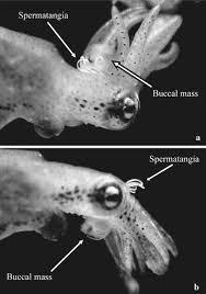 Image result for Spermacoce sphaerostigma