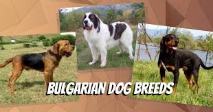 This breed is also found in kyrgyzstan, tajikistan, kazakhstan, afghanistan, uzbekistan and surrounding countries. Discover The 3 Bulgarian Dog Breeds