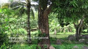 We are jacksonville's top rated tree services we have years of experience in tree care services in jacksonville and the surrounding areas. Best 30 Tree Service In Jacksonville Fl With Reviews Yp Com