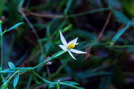 Image result for Chironia