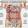The four quadrants of the abdomen are the right and left upper quadrants and the right and left so they can do what is referred to as surface anatomy. 1