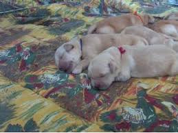 How do i find golden retriever dogs for adoption? Golden Retriever Puppies In Utah
