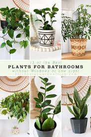 Best Plants For Bathrooms In 2020 Bathroom Plants Best Bathroom Plants Hanging Plants