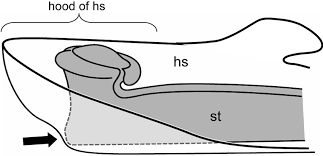 Image result for Marantochloa