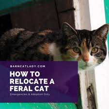 How To Relocate A Feral Cat The Barn Cat Lady