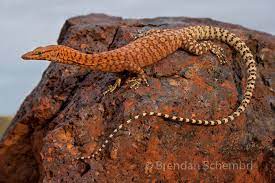 Nile monitor (riverdale) pic hide this posting restore restore this posting. Pilbara Rock Monitor Varanus Pilbarensis Pic Taken A Couple Of Years Ago Cute Reptiles Reptiles Reptiles And Amphibians