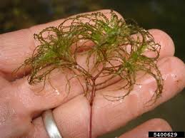 Image result for Najas