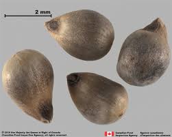 Image result for Cenchrus americanus