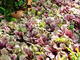 Costa rica national flower is the blazing purple guaria morada orchid. Fascinating Facts About Plants Of Costa Rica Enchanting Costa Rica