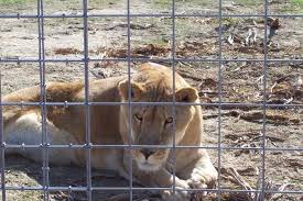 Pasado's safe haven responded to a hoarding case in eastern washington where 32 dogs were being held in deplorable conditions. Some Of Our Photos At Safe Haven Picture Of Safe Haven Wildlife Sanctuary Imlay Tripadvisor