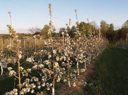 We did not find results for: Precision Cropload Management Nibbling For Dollars Growing Produce