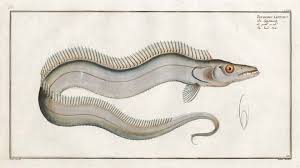 Image result for Lepturus