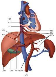 The Fetal Circulation Radiology Key