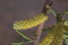 Image result for Entada stuhlmannii