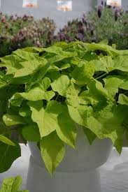 Image result for Ipomoea batatas pots