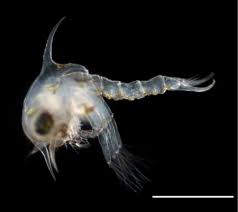 サーフィンを楽しむ上で注意すべき海の危険生物