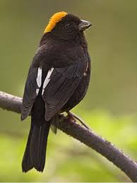 Midwest Birds With Yellow Feathers Pin By Karen Potgieter On Birds Of A Feather Wild Birds Pretty Birds Tropical Birds
