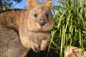 Coco The Quokka In 2020 Quokka Australian Reptile Park Australian Animals