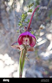 Image result for Disperis dicerochila