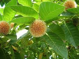 Pin On Hindu Holy Plants