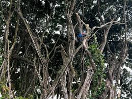 Image result for Ficus obliqua