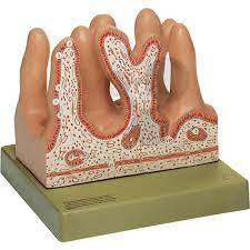 Meanings of innere oberfläche with other terms in english german dictionary : Innere Oberflache Des Leerdarms Somso Modell Biologie Lehrmittel Anatomische Modelle Mensch Organe Und Organsysteme Verdauungsorgane Conatex Lehrmittel