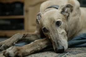 Найти все фотографии, stories из instagram и другие медиа у greyhoundsaspets greyhounds as pets wa инстаграм странице. Greyhounds As Pets Online Shopping Mall Find The Best Prices And Places To Buy