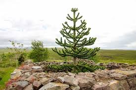 Monkey puzzle trees are all over portland, or', i know because i loucated hundreds of them, at least 5 locations have a male and female close, hence, viable seeds. Araucaria Araucana Monkey Puzzle