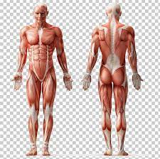 The heart beats anywhere from 60 to 100 times a minute, every minute, of every day in a human life! Human Anatomy Muscle Human Body Muscular System Png Clipart Abdomen Anatomy Arm Back Bodybuilder Free Png