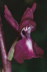 Image result for Isoglossa laxiflora