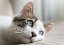 20 de febrero y 29 de octubre. Que Dia Se Celebra El Dia Internacional Del Gato Nupec