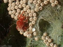 Image result for Tetranychidae grapevine