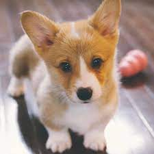 These corgi pictures are probably going to make you want a short, stumpy friend of your own. Photos And Fun Facts About Adorable Baby Corgis
