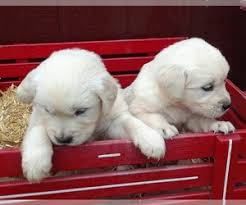 Contact for more information for purchasing an english cream golden retriever or for stud service. View Ad Golden Retriever Litter Of Puppies For Sale Near Massachusetts Bellingham Usa Adn 188849