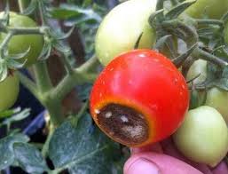 Jambu ini juga merupakan salah satu jenis jambu yang lesat serta populer dikalangan masyarakat. Penyakit Busuk Buah Pada Tomat Dan Cara Pengendaliannya Teknikbudidaya Com