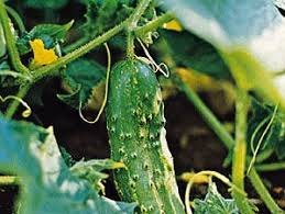 Image result for Cucumis sativus
