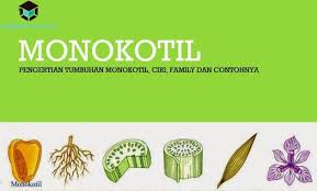 Tumbuhan ini pun termasuk contoh tumbuhan dikotil. Pengertian Tumbuhan Monokotil Ciri Family Dan Contohnya