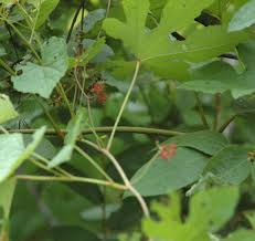 Image result for Ampelocissus