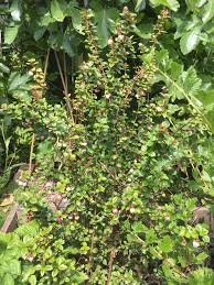 Image result for Guibourtia schliebenii