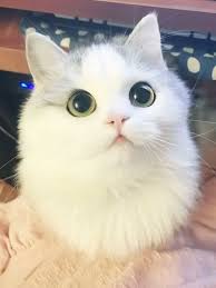 Funnily enough, american curls are actually born with straight ears that begin to curl back within their first week. Cute Big Eyed Cat Cute Animals Baby Animals Animals