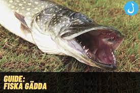 Onormalt långsträckta framtänder i en dvärgkanin med gädda tänder. Fiska Gadda Stor Guide For Gaddfiske Fiskelivet Se
