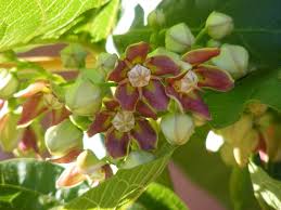 Image result for Mondia ecornuta