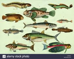 Zoology Animals Fish Fish Species Chart A Blenny