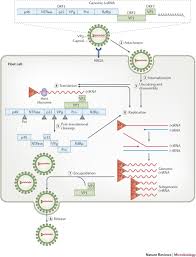 Complications are uncommon, but may include dehydration, especially i. Human Norovirus Transmission And Evolution In A Changing World Nature Reviews Microbiology