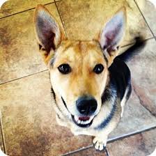 We did not find results for: Centennial Co Shiba Inu Meet Ototo A Pet For Adoption