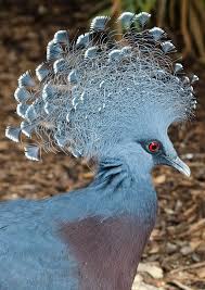 Tropical Bird With Hair On Head Crested Pigeon Fancy Hair Style Birds Beautiful Birds Pretty Birds