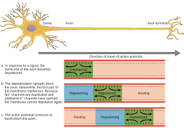 Membrane Potential - An Overview | Sciencedirect Topics