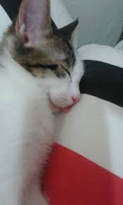 4 Aylik Kedim Bulut 1132 Kedi Bulutlar